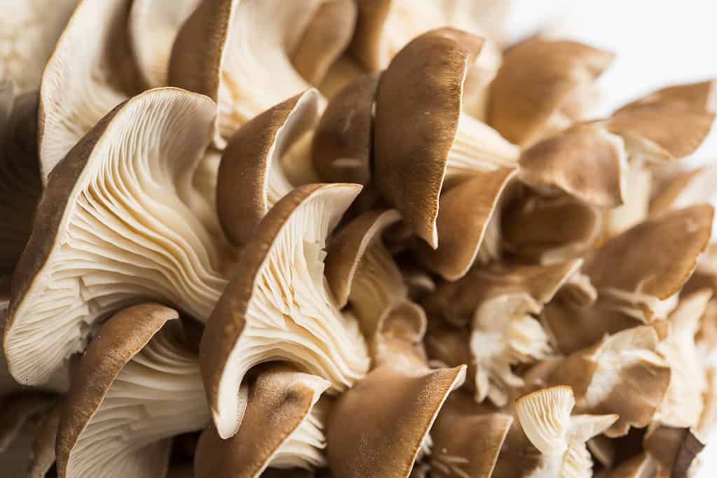 Oyster mushrooms growing in a cluster