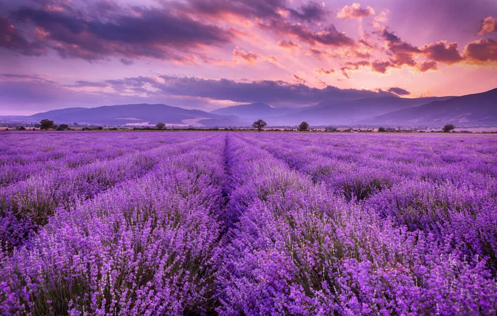 lavender field in full bloom at sunset