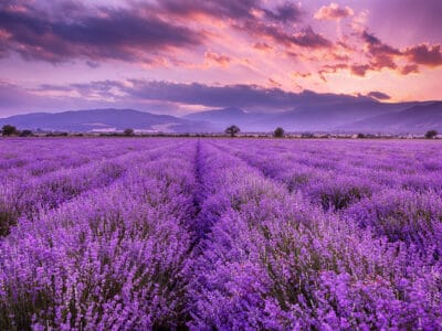 A Lilac vs. Lavender: 5 Differences Between the Edible Purple Blooms