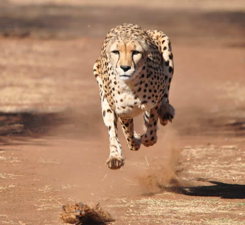 Cheetah in mid-air running toward the camera
