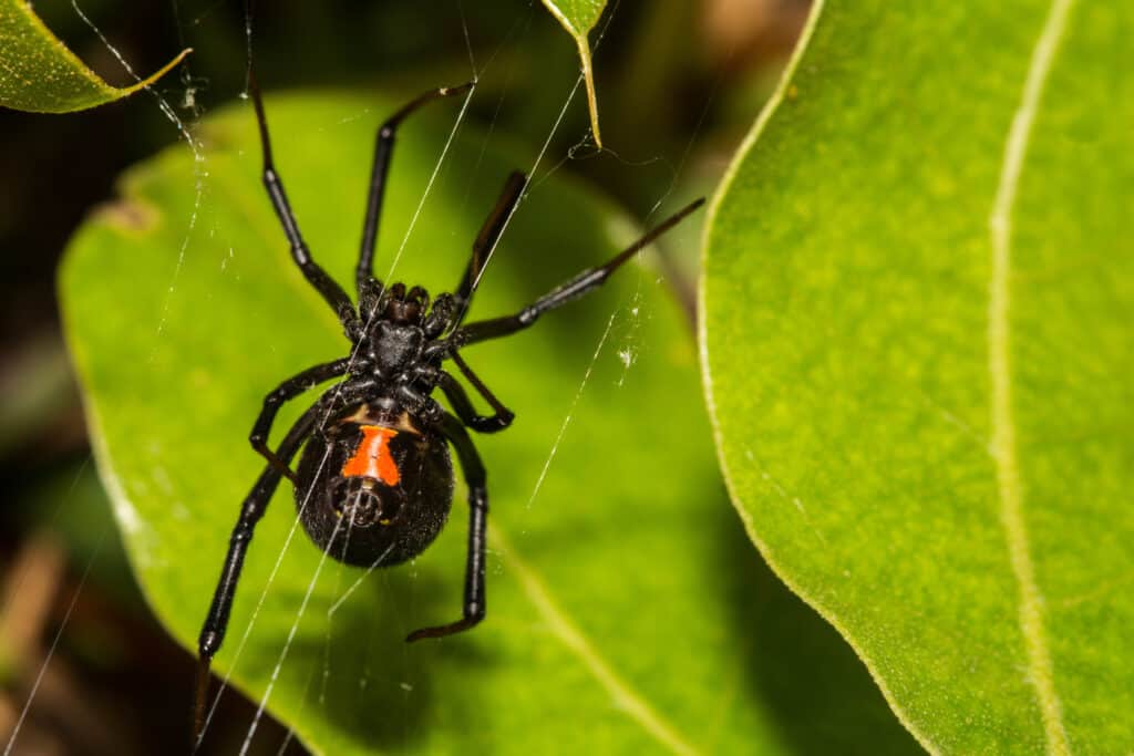 Black widow spider spinning a web