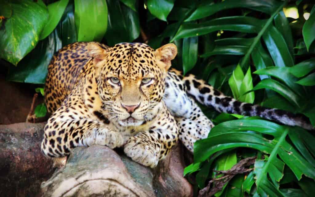 Javan leopard