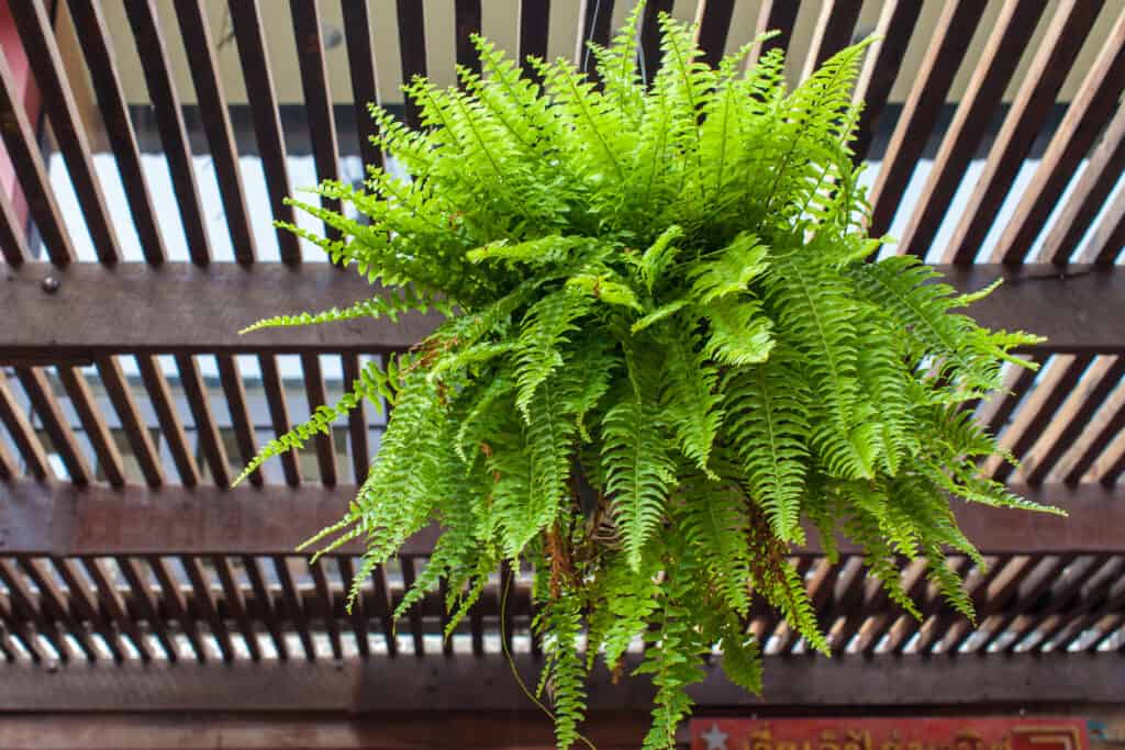 Boston fern as hanging plant