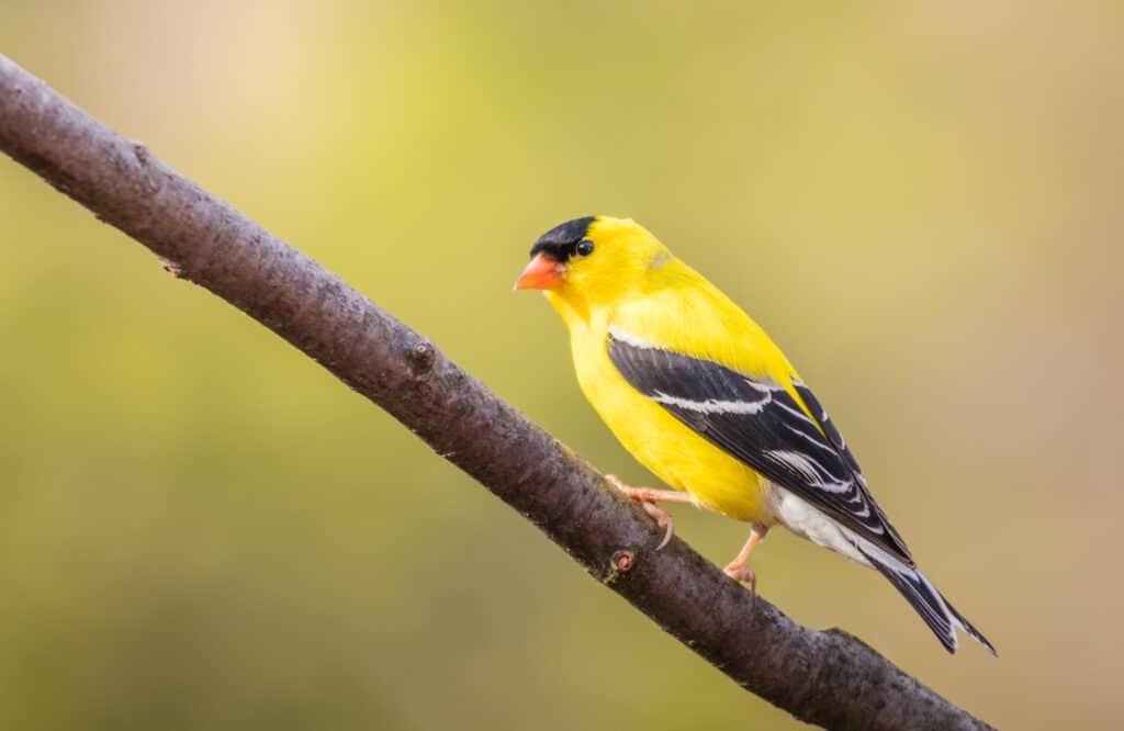 A Goldfinch framed right, left, perched on a twig. The bird is yellow with black and gray wings. The top of the bird's head is black and its beak is orange with a faint green undertone.Ton