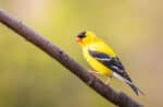 Male goldfinches are pleasing to look at with their yellow and black plumage. Finches have strong, conical bills that help them break open tough seeds!