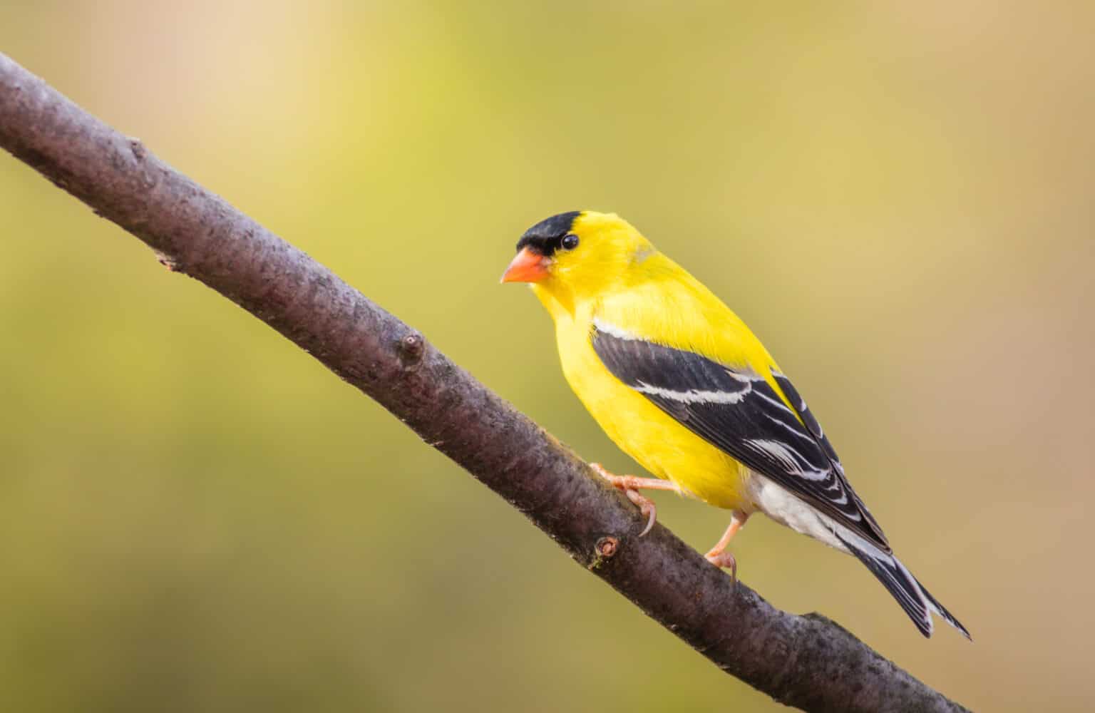 12 Types of Finch Birds with Pictures - A-Z Animals