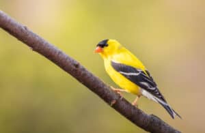 Discover All Types Of Birds In Wisconsin photo