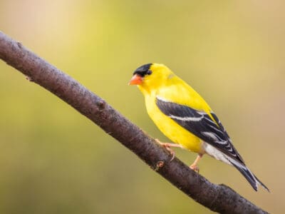 A Finch Quiz: Find Out How Much You Know!