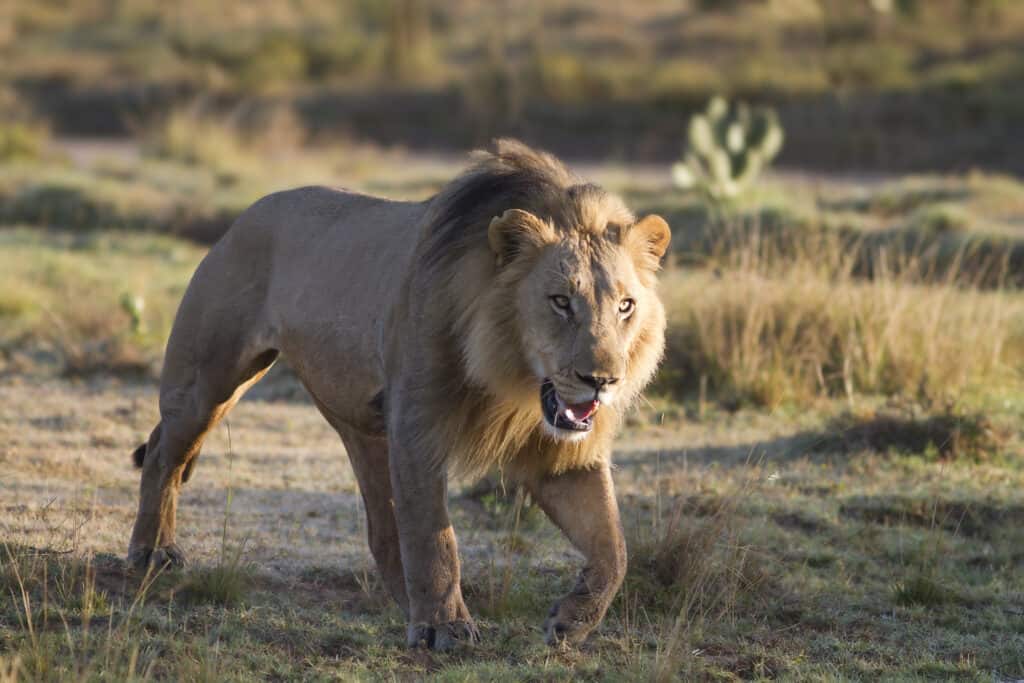 male lion stalking prey