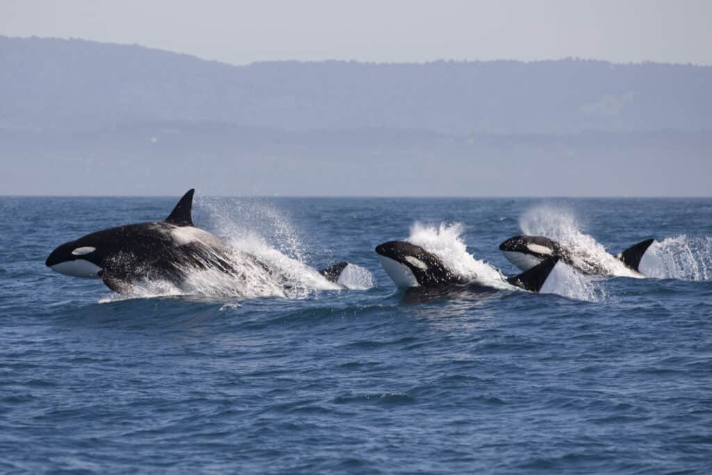 Whale pod breaches