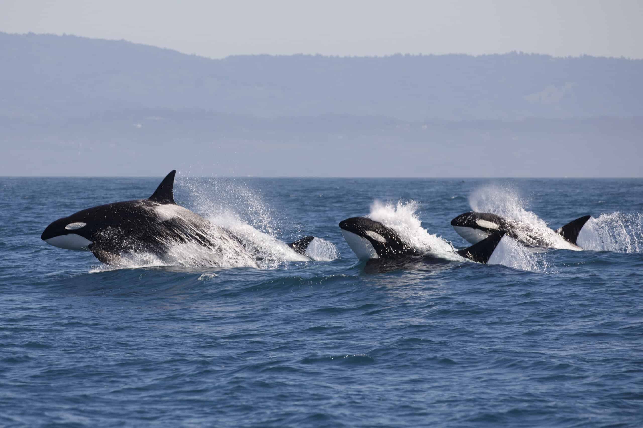 Whale pod breaches