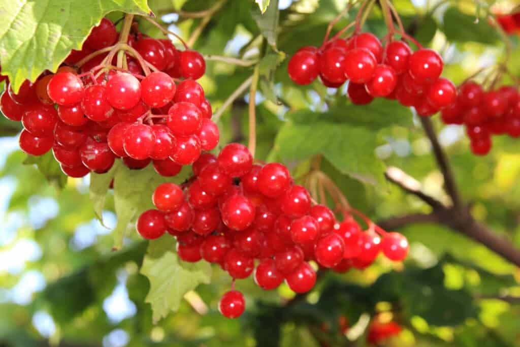 Bright red viburnum berries growing on tree
