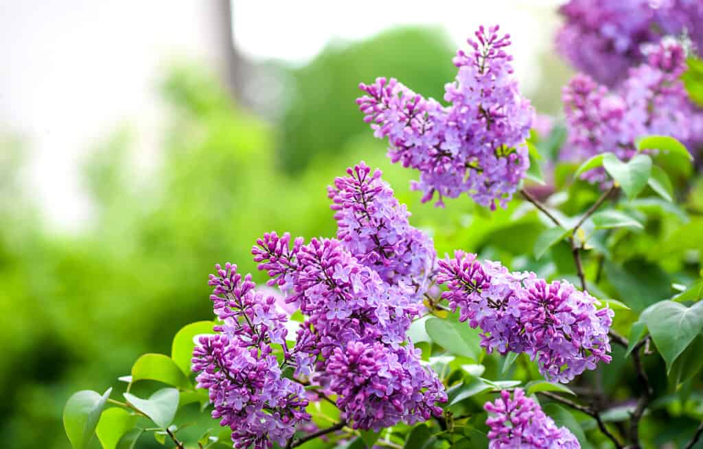 Lilac blooming