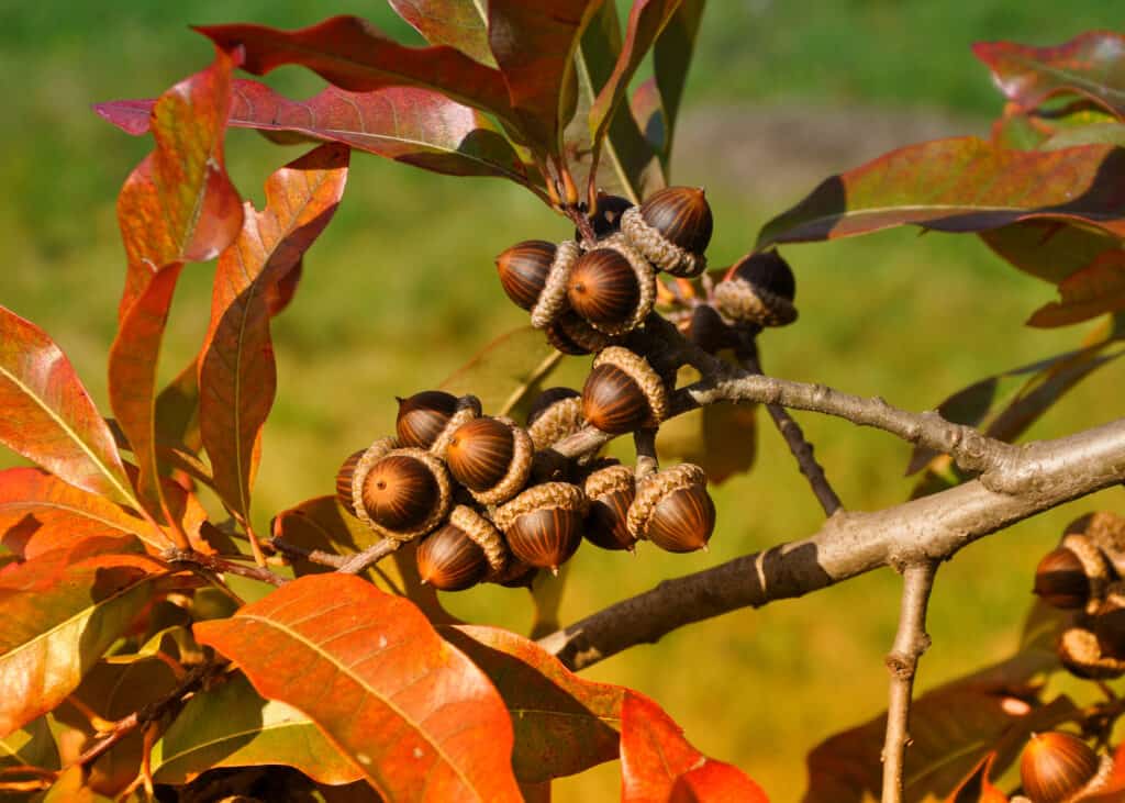 close up of a Laurel oak tree in fall with rich brown-red leaves and a cluster of brown acorns. Green background.
