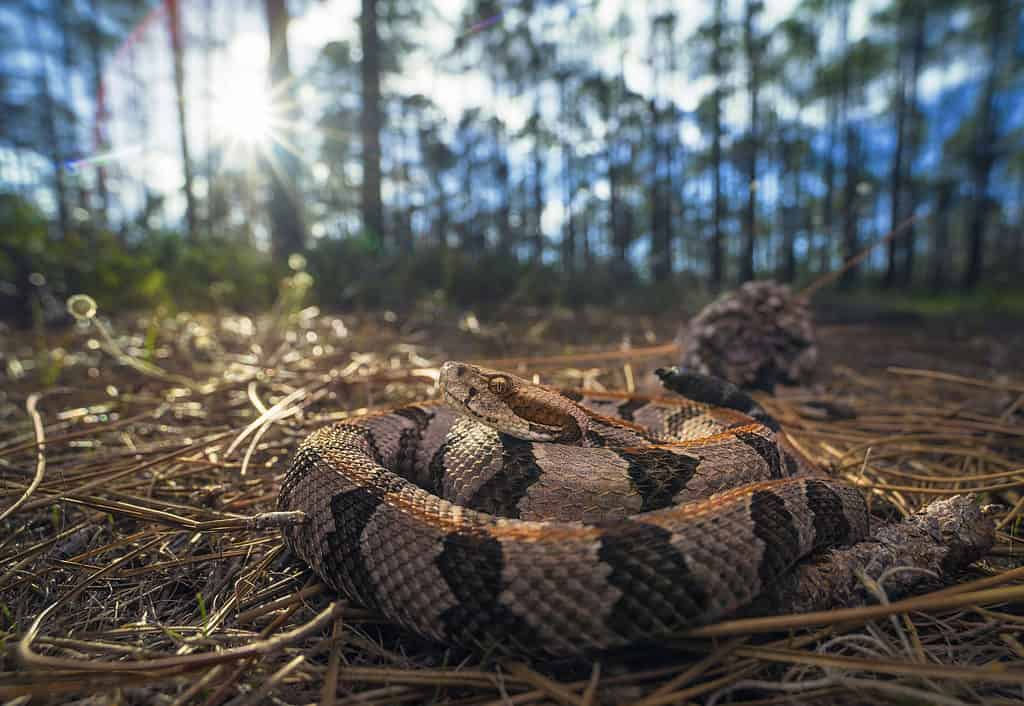 timber rattlesnake in the woods