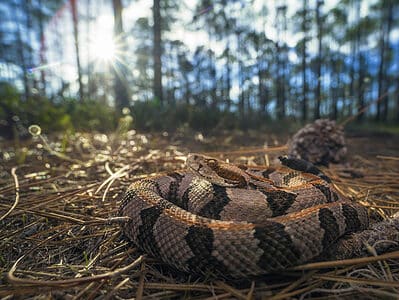 A 12 Brown Snakes in Louisiana