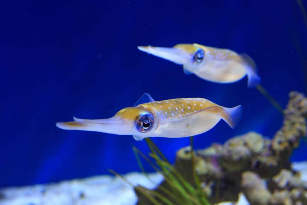 Bigfin reef squids 