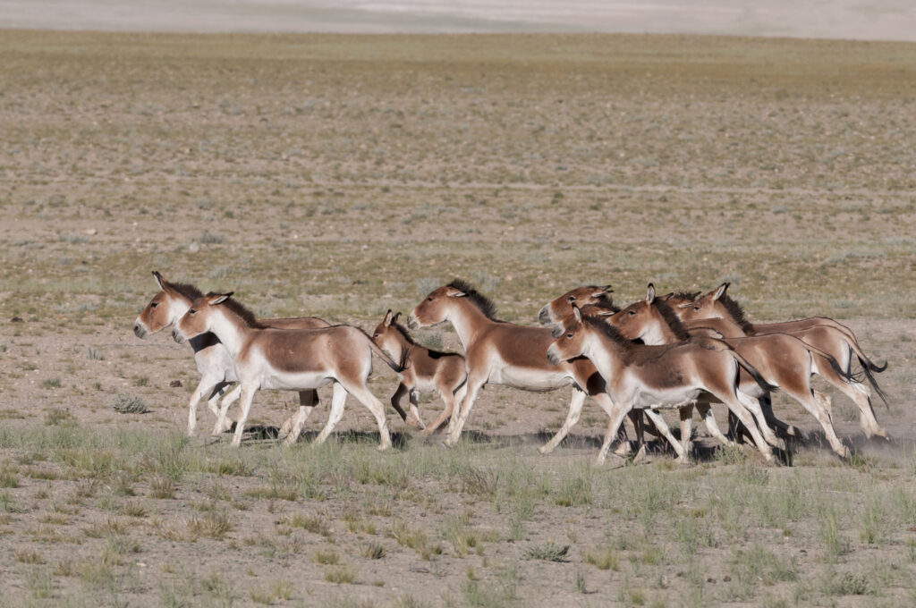 A group of kiangs running in a sparse grassland.