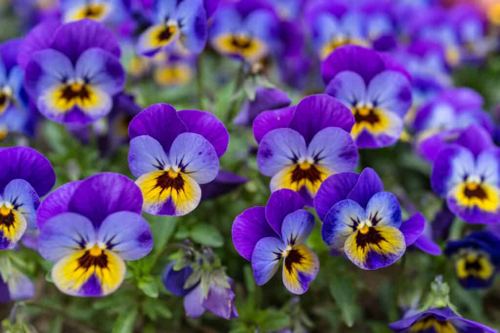 Violas plant flower
