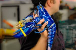 Watch a Fisherman Catch a Rare, 1-in-2 Million Blue Lobster… Then Do the Unthinkable Picture