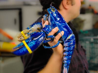A Watch a Fisherman Catch a Rare, 1-in-2 Million Blue Lobster… Then Do the Unthinkable