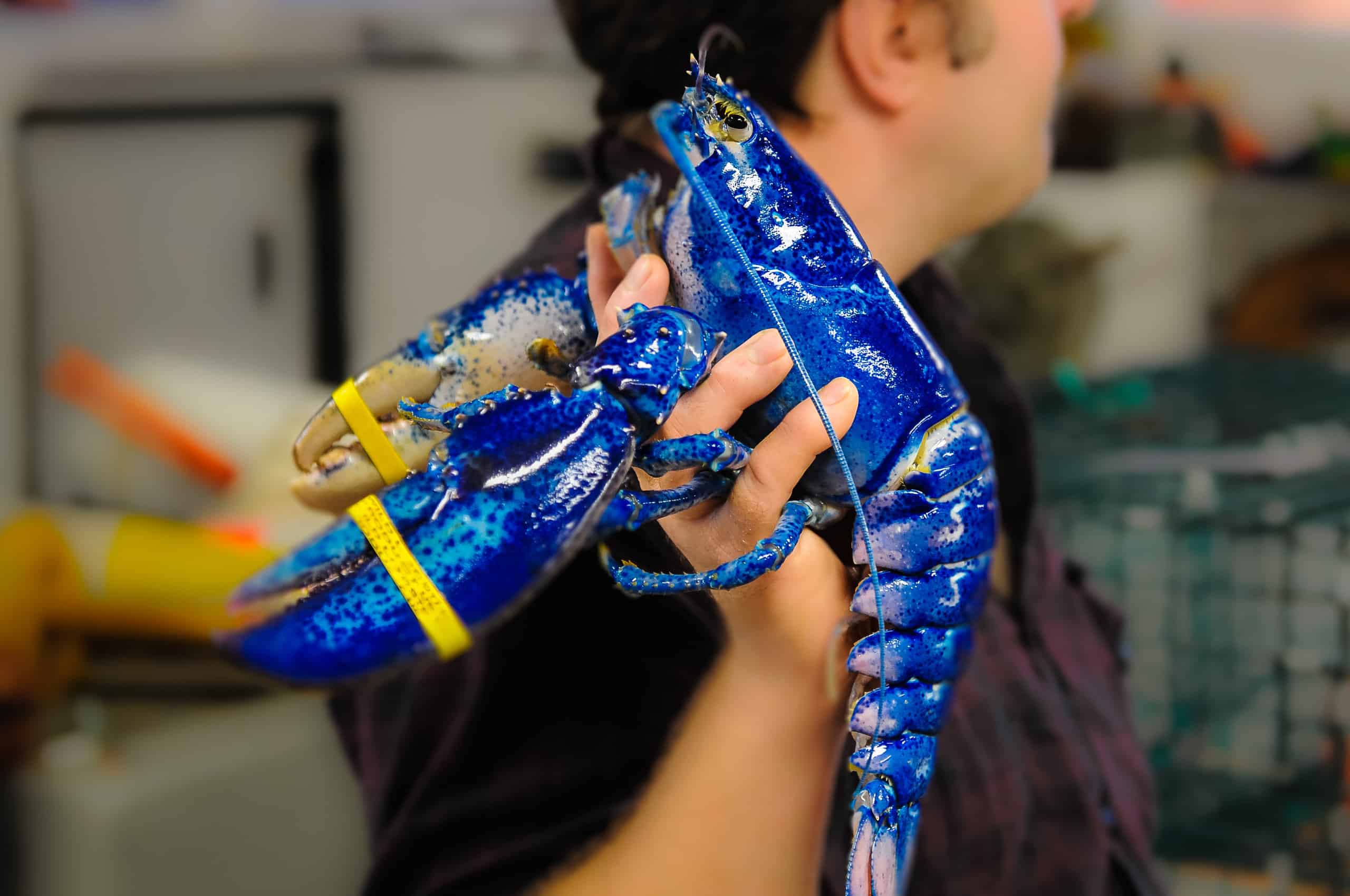 cooked blue lobster