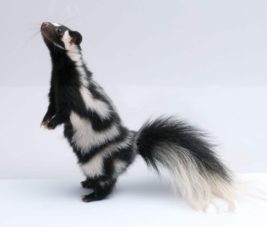 Spotted skunk