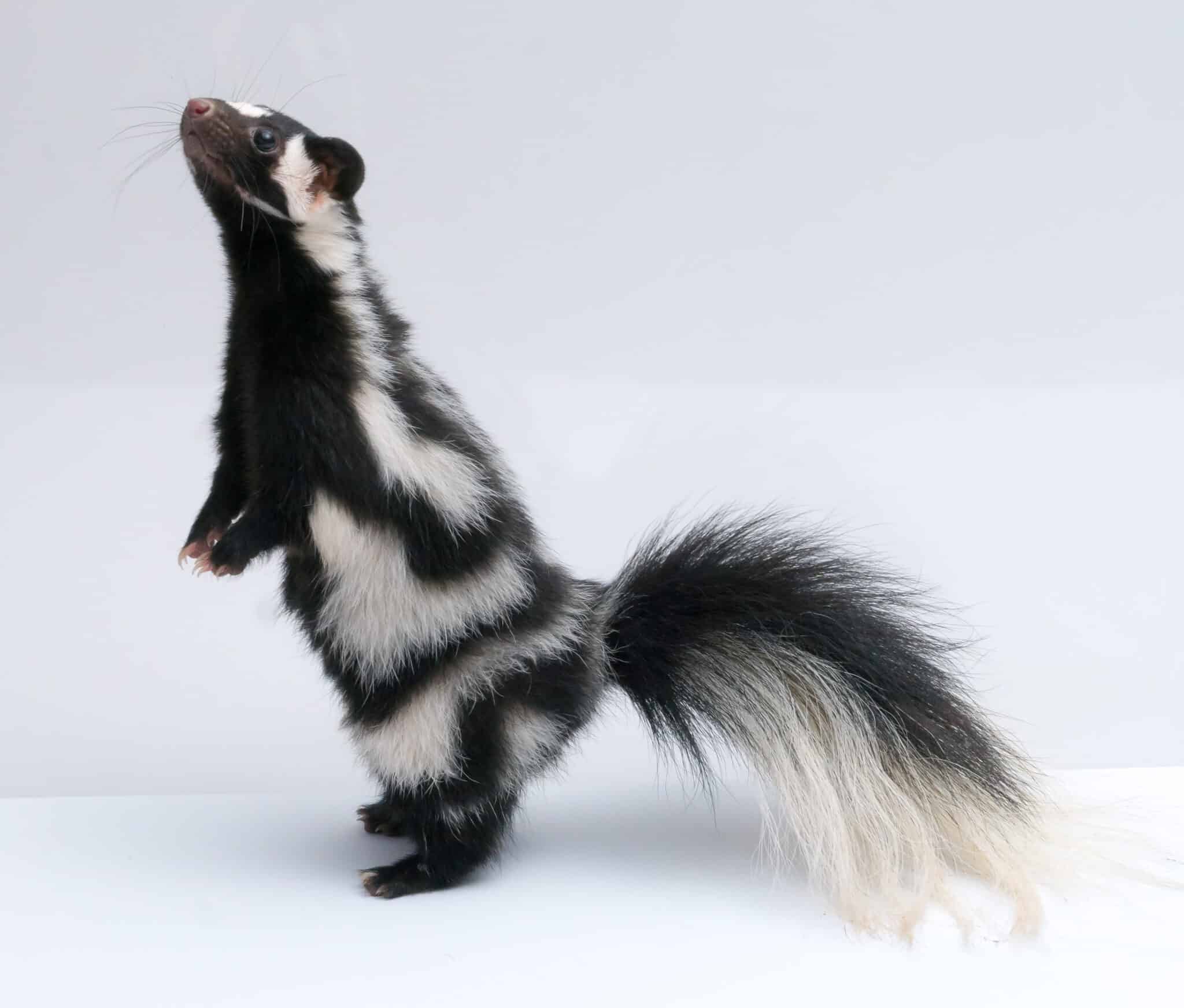 5 Common Animals That Look Like Skunks (And How To Tell the Difference ...