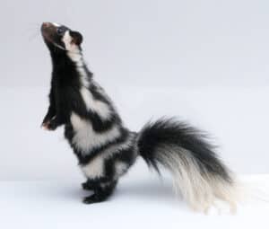5 Common Animals That Look Like Skunks (And How To Tell the Difference) Picture