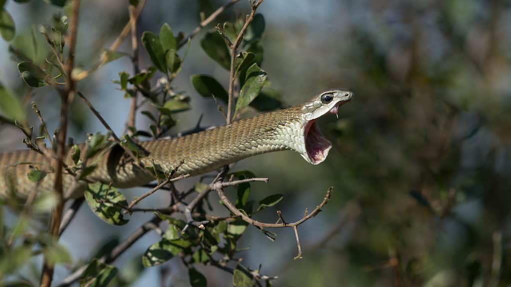 Female boomslang displays her fangs while hanging off tree branches