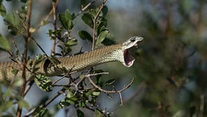 Have You Seen Africa’s Most Deadly Snake? Its Bite Will Make Your Blood Stop Clotting Picture