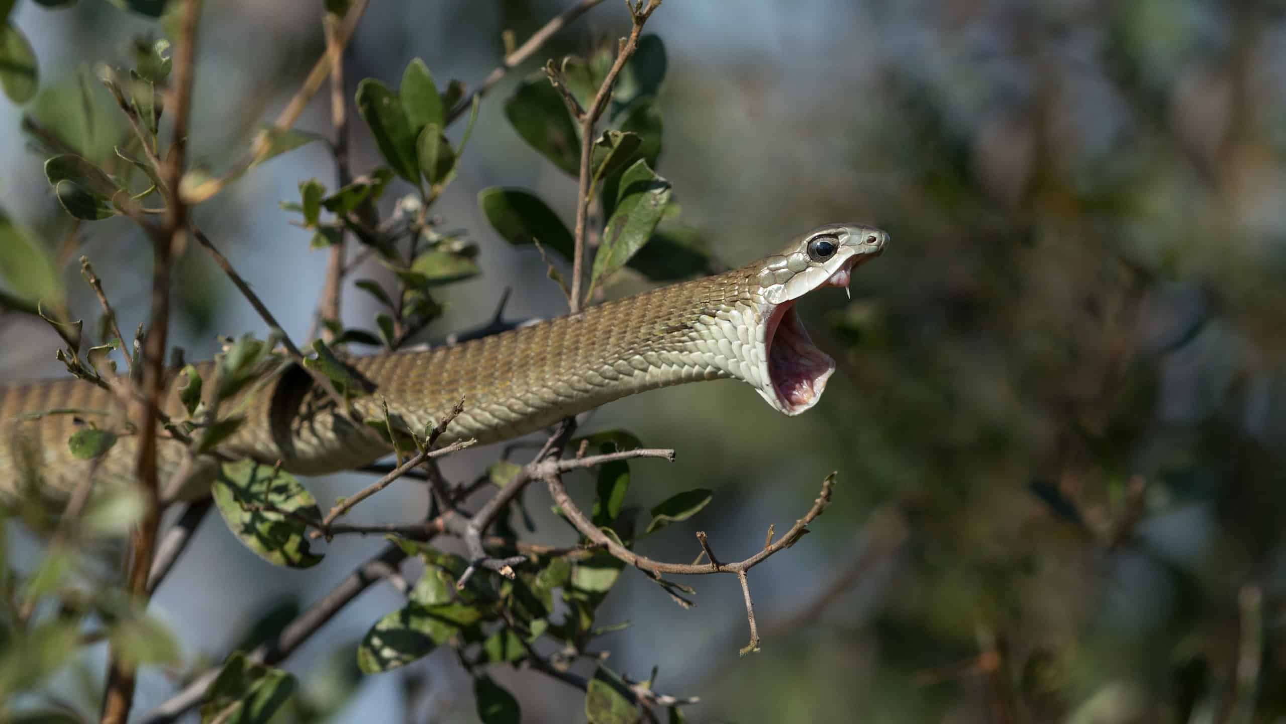 Have You Seen Africa’s Most Deadly Snake? Its Bite Will Make Your Blood ...