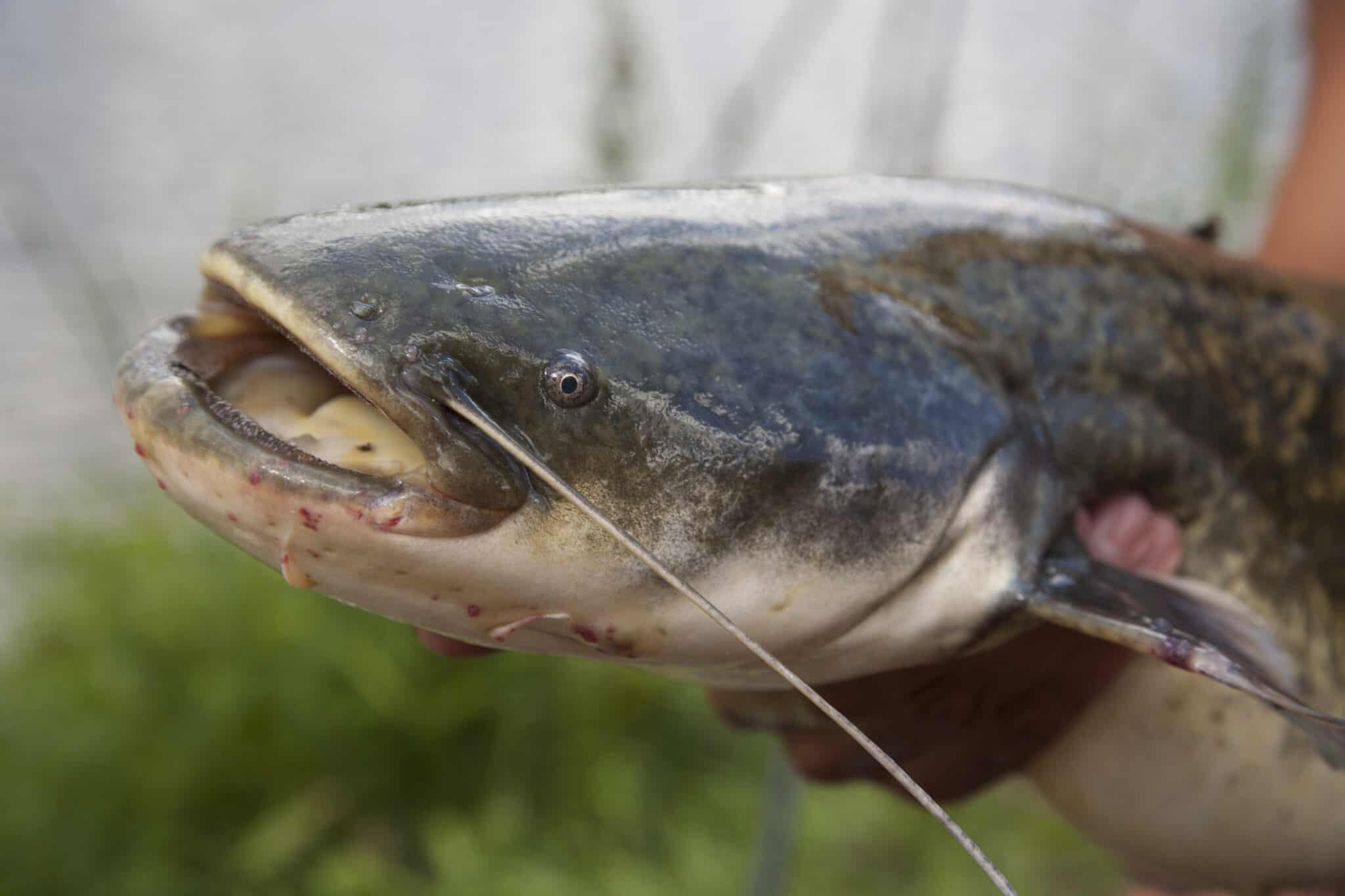 Meet The 7 Oldest Animals That Call The Mississippi River Their Home ...