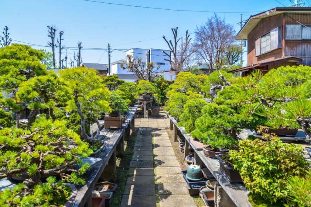 Omiya bonsai village