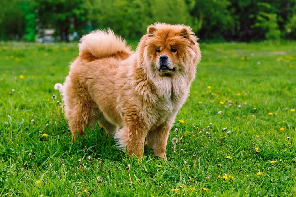 A chow dog with its signature fluffy coat. 