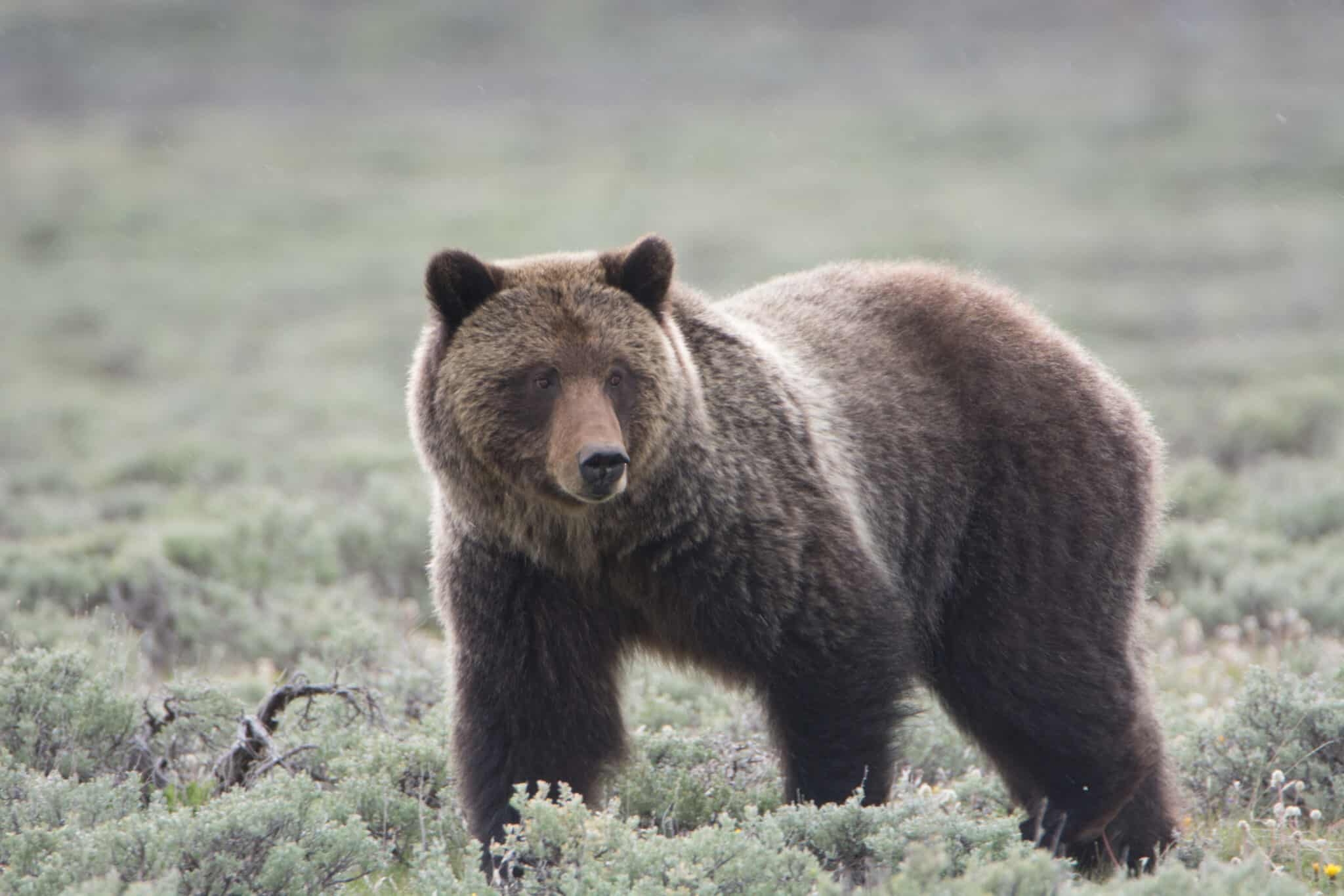 Bear grew. Медведи Гризли Йеллоустоун. Ursus arctos horribilis. Гризли Азов. Where Grizzlies Live in Montana..