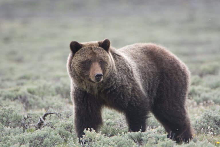 Where Do Grizzly Bears Live in Montana? - A-Z Animals