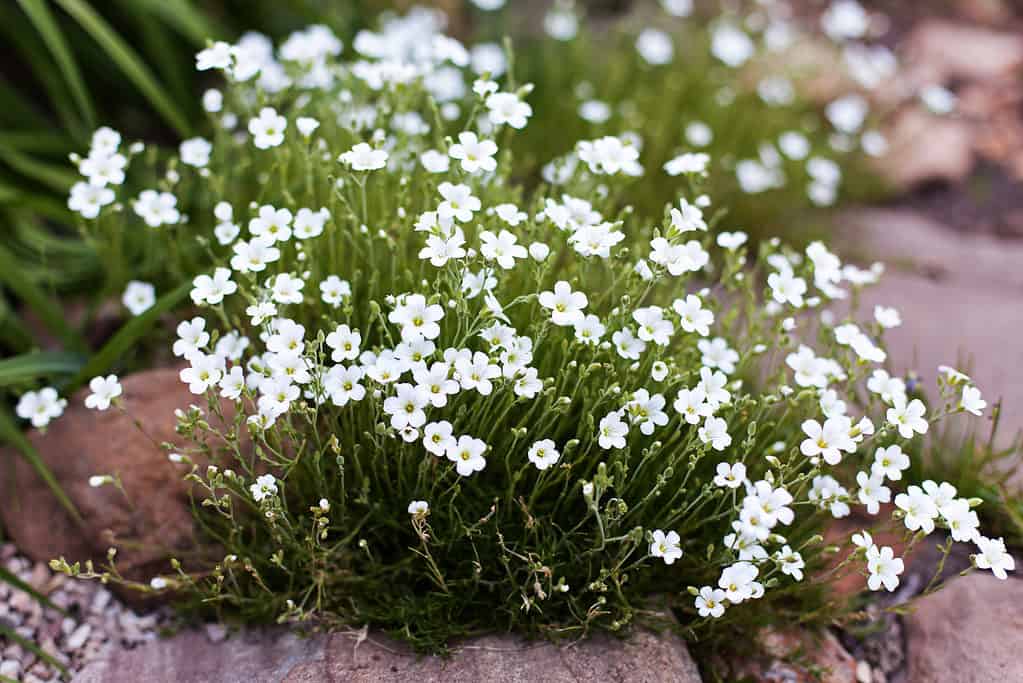 Scotch moss in bloom. Tiny white star-shaped flowers fill the frame, making it difficult to see the greenery underneath. 