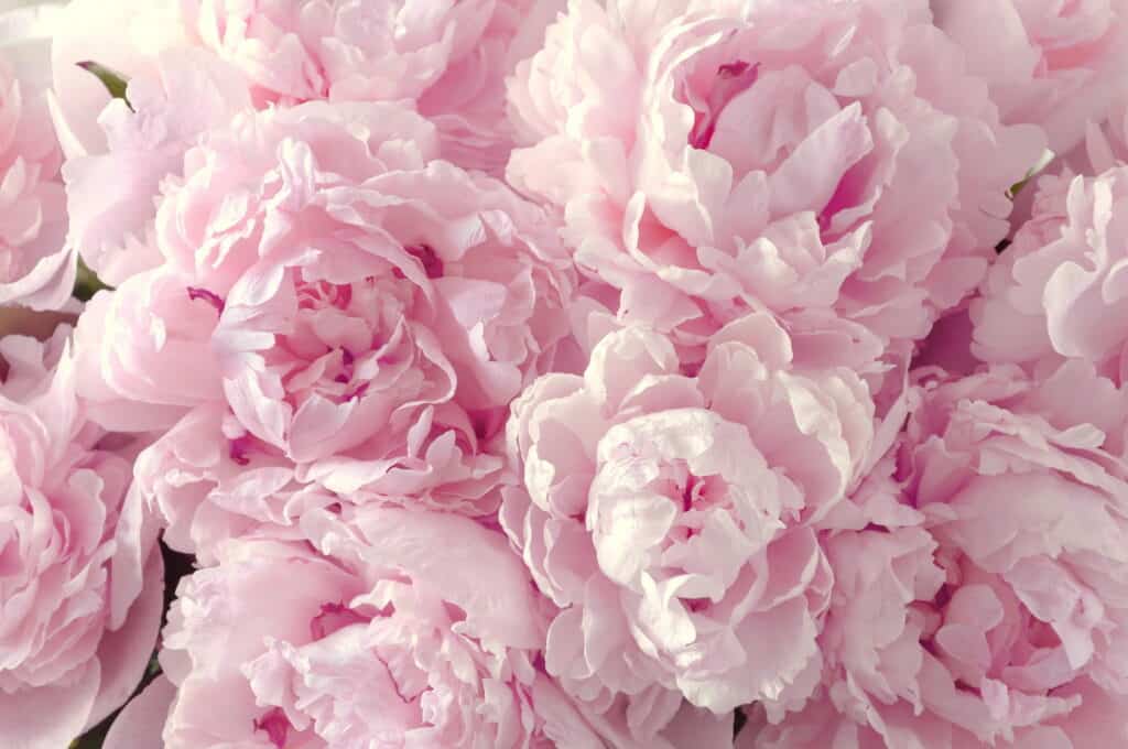 Peonies