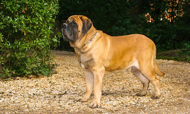 Mastiff