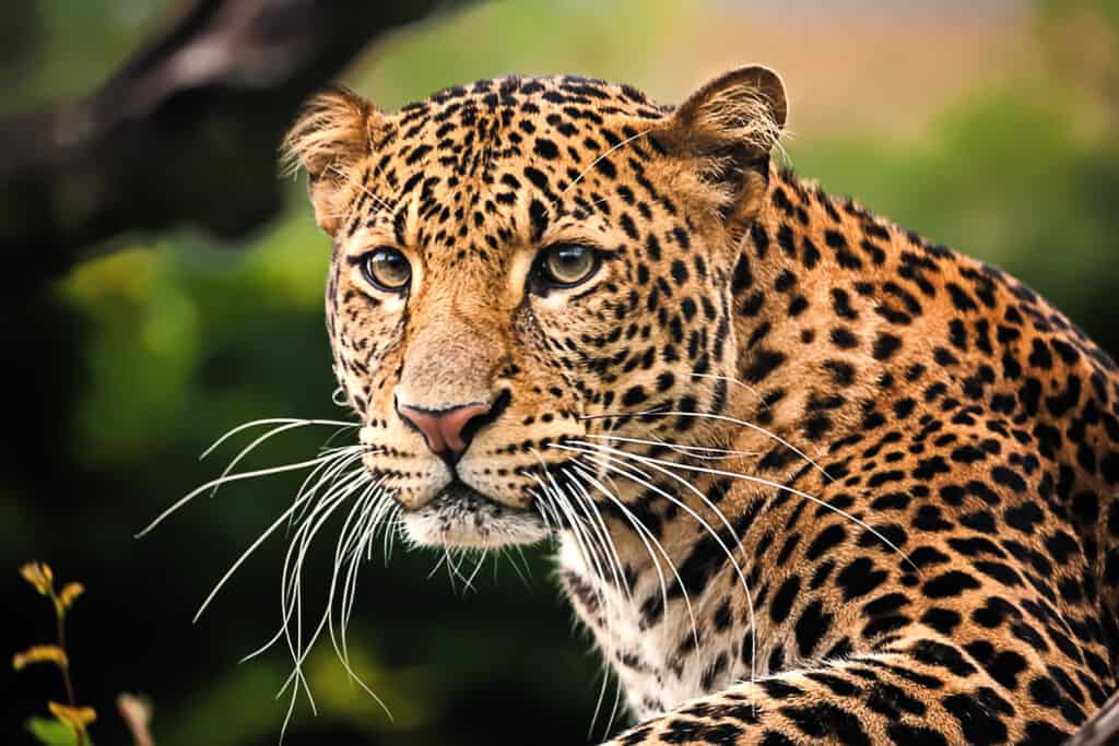 Javan Leopard Tutul Panthera Pardus Melas Java Island Leopard