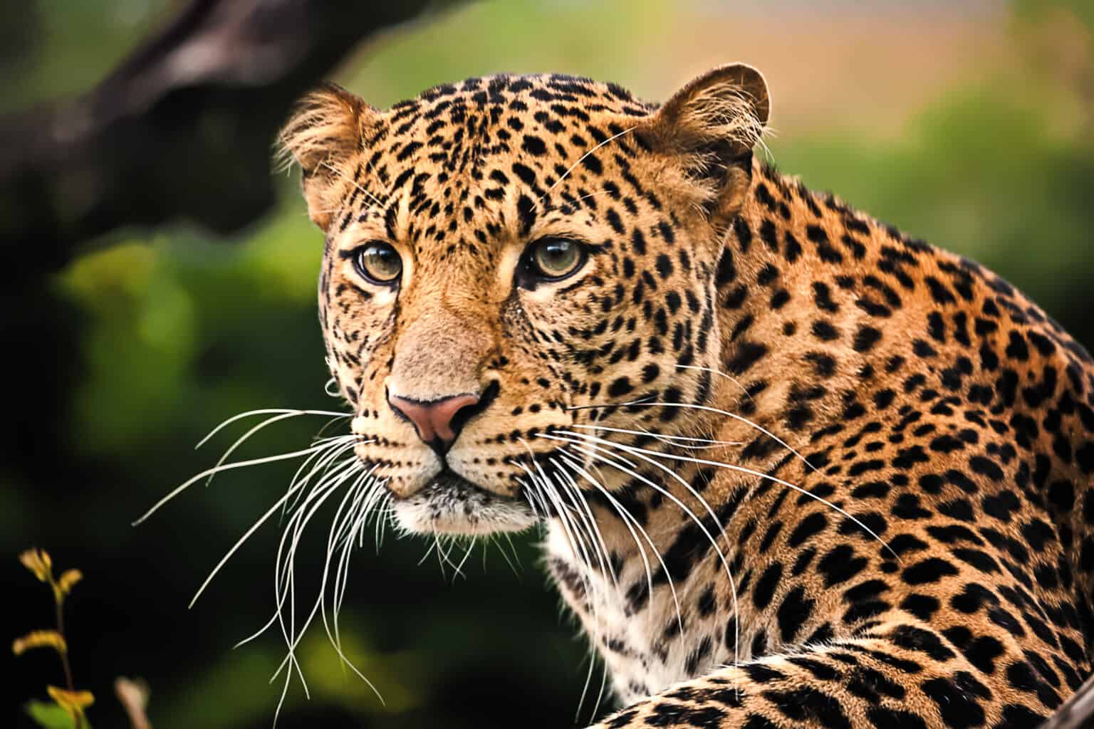 Javan Leopard - A-Z Animals