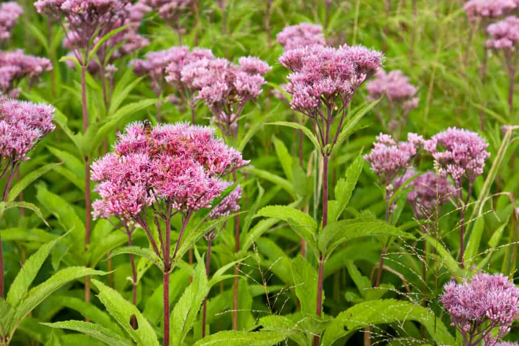 Close up, full-frame of Baby Joe Pye weed in flower with large clusters of pink flowers atop straight, erect, dark-red-to-brown stems, and bright green leaves.