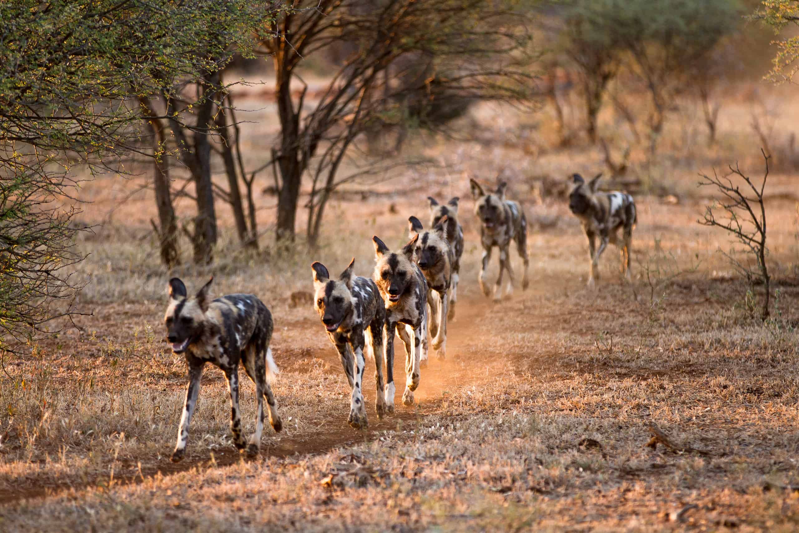 Wild dogs hunting. Aka African painted dogs, painted wolves, African hunting dogs. Picture taken as the dogs hunt in a pack. A game reserve situated in the North West Province of South Africa. wildlife predator carnivores wild animals endangered species pack hunter south africa african painted dogs wildlife animals painted wolves endangered animals african hunting dogs wild dogs