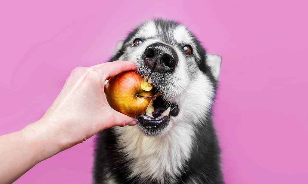 Can Dogs Drink Apple Juice