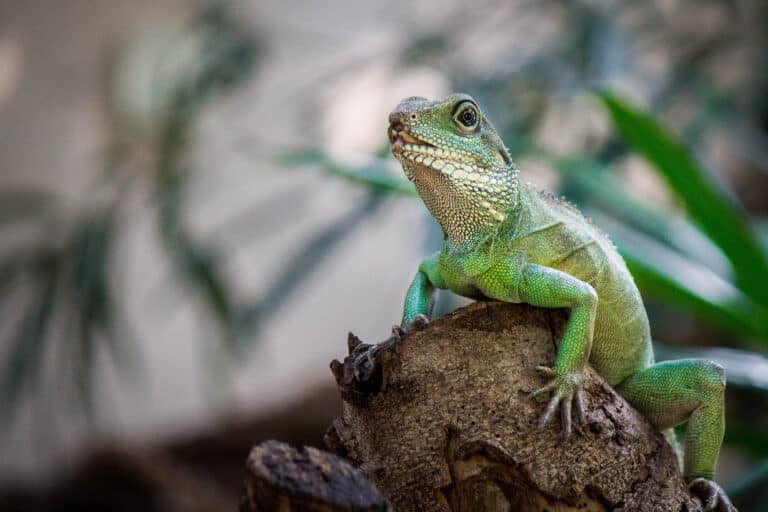 The Best Lizards To Keep As Pets - A-Z Animals Slideshows