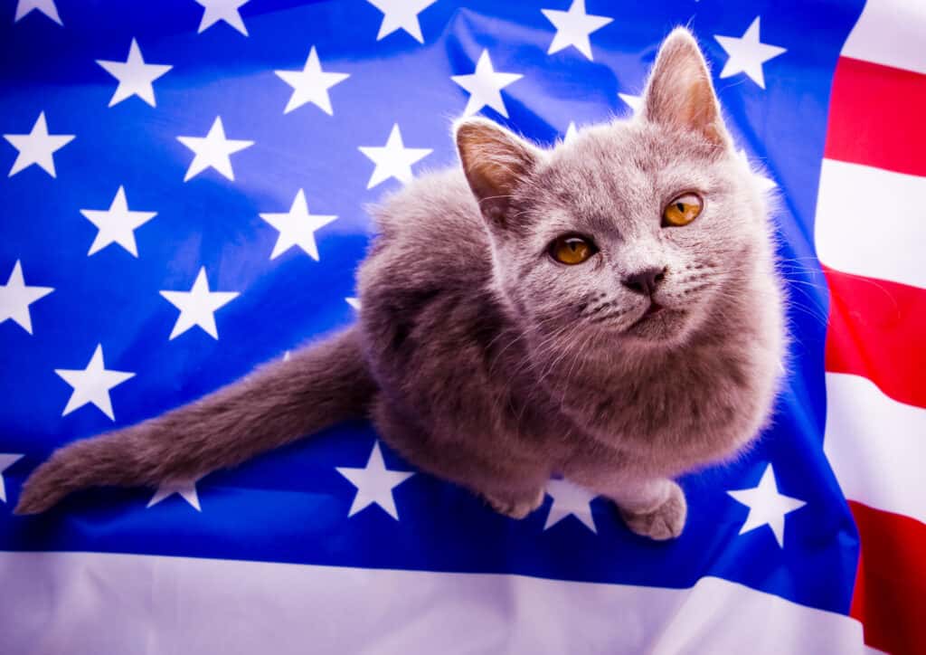 Cat on American flag