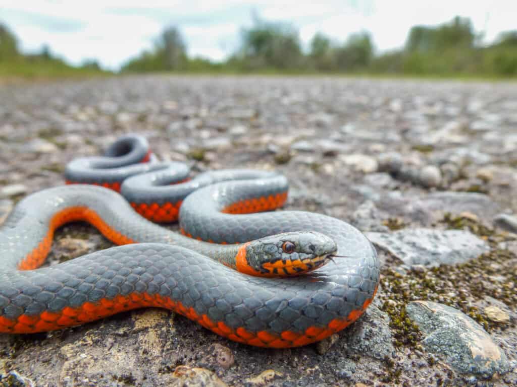 A ring-necked snake slithering compacted gray granite gravel. The snakes body is long, making three backward S patterns with its head resting on part of it upper body, closet to its head than its tail. The snake is gray on top, with a bright orange underbelly, and a narrow matching orange ring around its neck.