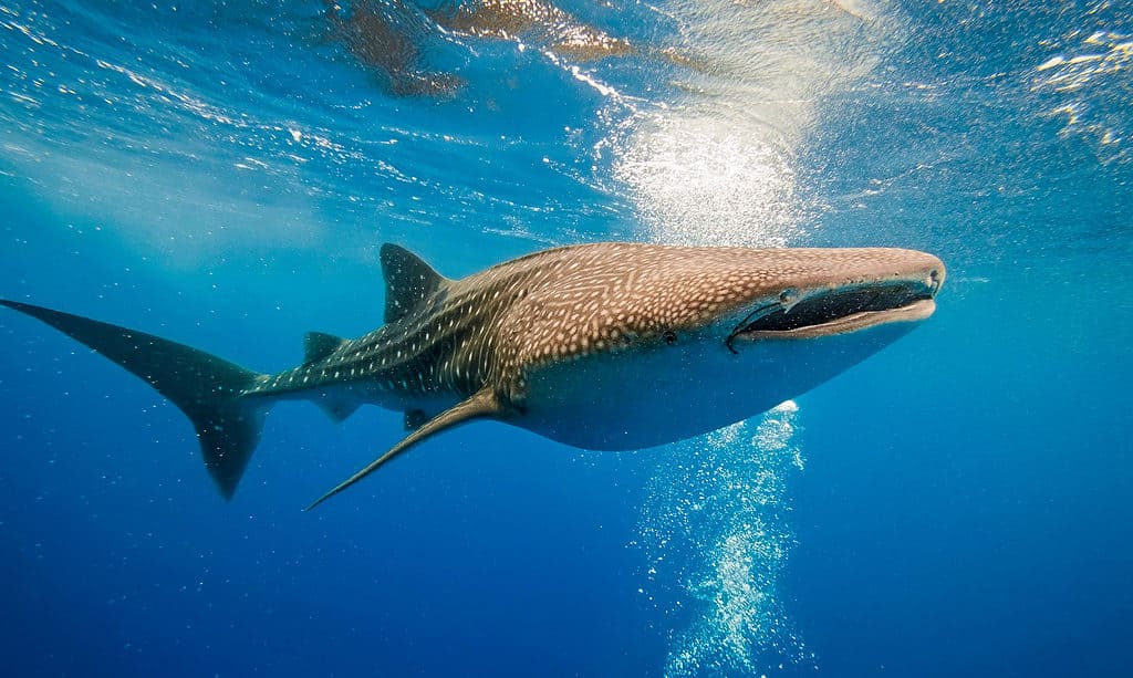 Whale shark