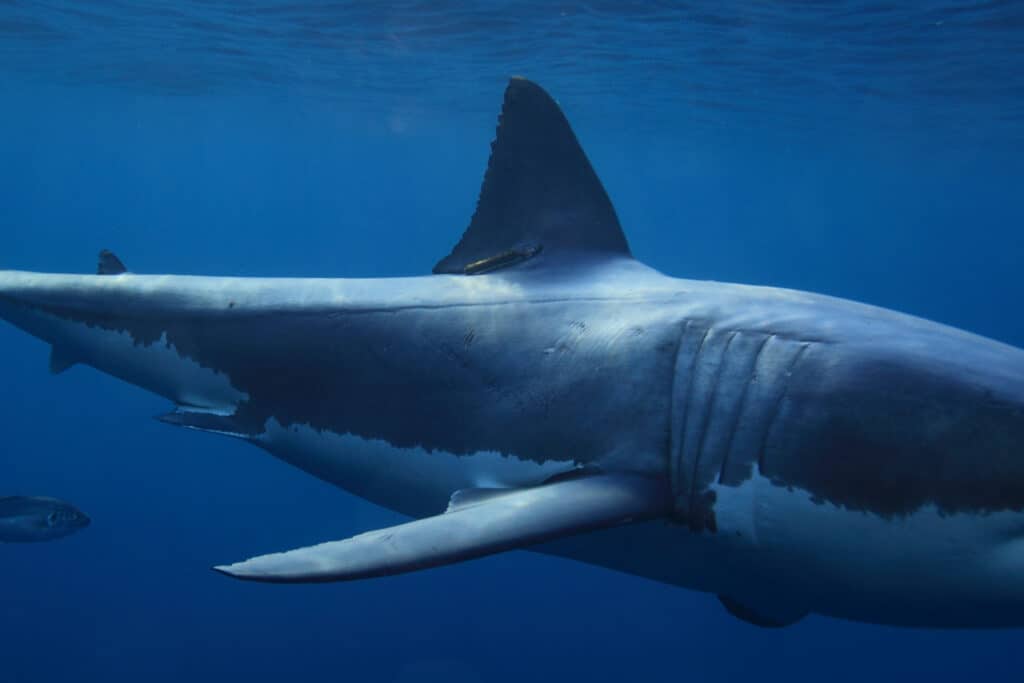 Tagged great white shark in the deep blue